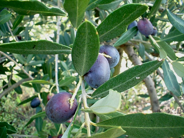 Olea europaea / Ulivo